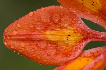 a orizontal part of a lily in the green