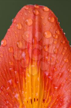 a part of a red lily in the green whit drop