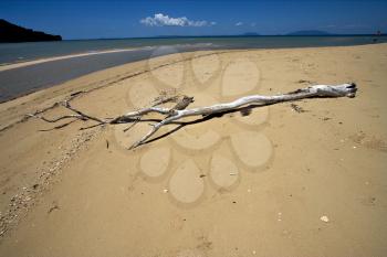beach and sand  in nosy be  madagascar ,lowtide and a tree