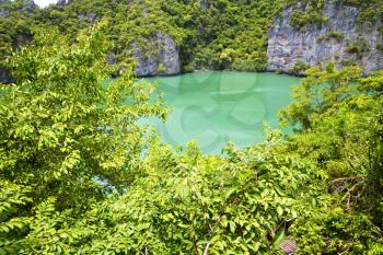  coastline of a green lagoon and tree  south china sea thailand kho phangan  bay  
