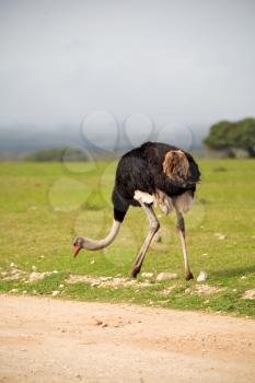 blur in south africa   mlilwane wildlife  nature  reserve and  wild ostrich