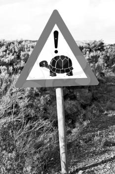 blur in south africa close up of the turtle sign like     texture background