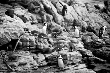 blur in south africa   betty's bay wildlife  nature  reserve birds  penguin and rocks