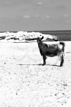 near the rock sea  and bush in oman goat alone 