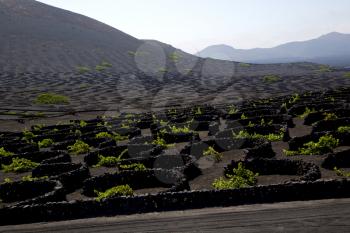 wall grapes cultivation  viticulture  winery lanzarote spain la geria vine screw  crops  
