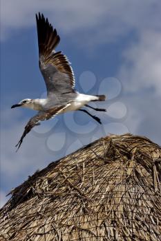 side of white black  sea gull flying in straw mexico tulum