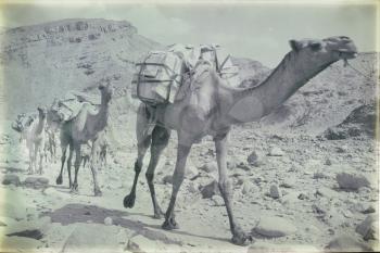 in  danakil ethiopia africa  in the  old dry river lots of camels with the mining salt walking in the valley to the market