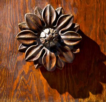 abstract flower brass brown knocker in a   closed wood door  castiglione olona varese italy