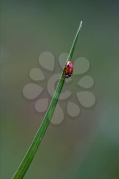 the side of  wild red ladybug coccinellidae anatis ocellata coleoptera on a grass 