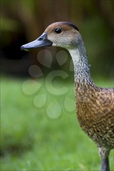 side  of duck whit black eye in bush republica dominicana 