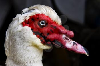 a white duck whit blue eye in portofino italy