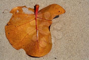 a leaf in the summer beach in jamaica