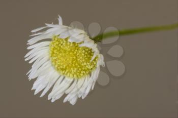 macro close up of a yellow white daisy composite chamomilla in background 