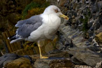 the side of sea gull  rest in the rock of riomaggiore italy