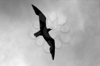 down of sea gull flying  in the sky in mexico playa del carmen