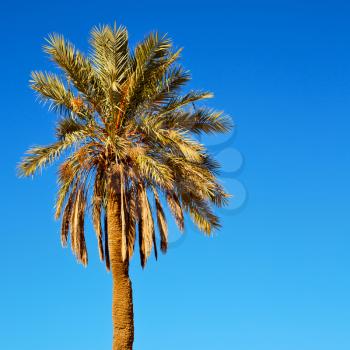 tropical palm in morocco africa alone   and the sky
