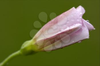 macro close up of a green pink liliacee  background  leguminose