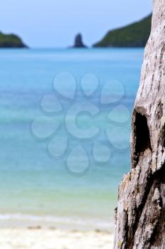 asia kho phangan bay isle white  beach  tree  rocks in thailand  and south china sea 
