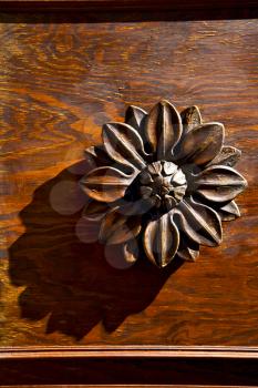 abstract flower brass brown knocker in a   closed wood door  castiglione olona varese italy