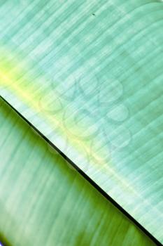  thailand in the light  abstract leaf and his veins background  of a  green  black   kho samui bay 