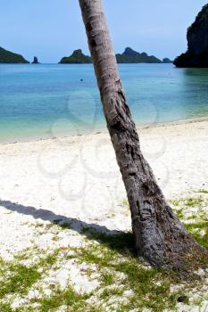 asia kho phangan bay isle white  beach  tree  rocks in thailand  and south china sea 