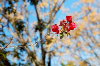 the sky light red flower  tree  and branch