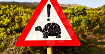 blur in south africa close up of the turtle sign like     texture background