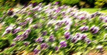 blur in the spring colors    flowers and   garden 