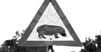 blur in south africa close up of the hippopotamus  sign like    texture background