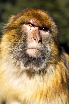 
africa in morocco cedar forest the primitive  monkey animal wildlife
