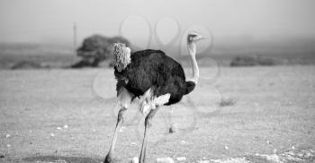 blur in south africa   mlilwane wildlife  nature  reserve and  wild ostrich