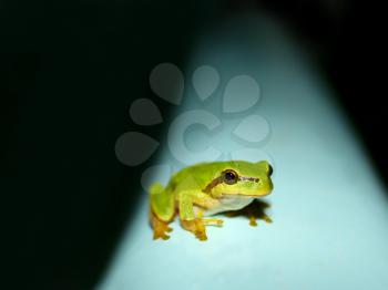 Tree Frog at night on a water tank