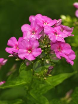 Blooming pink phlox blossoms on a green flower bed