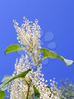 Inflorescences of Japanese Knotweed (Fallopia japonica) with small white flowers in autumn