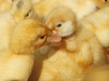 Two small funny yellow ducklings among herds
