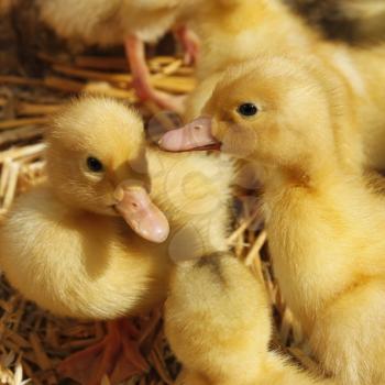 Several small amusing yellow ducklings on the litter of straw