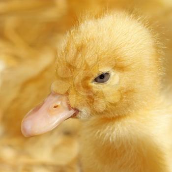 Portrait of funny small yellow duckling close-up