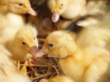 Group of amusing small yellow ducklings on the litter of straw