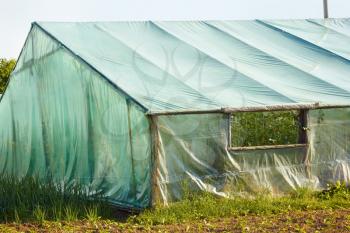 Part of spring-summer wooden greenhouse covered by film turquoise hue with tomatoes inside