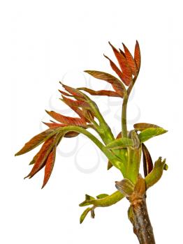 The young spring walnut sprout in the period of rapid growth. Isolated on the white background 