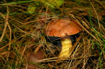 Slippery jack or Butter mushroom, brown-yellow boletus. Mushroom in its natural environment
