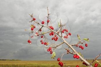 The branch of hawthorn fruit on the background of a gray cloudy sky and field in autumn