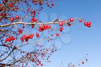 Branch with red ripe wild hawthorn. Late autumn