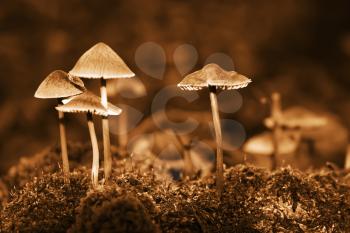 Group forest inedible mushrooms of late autumn. Sepia