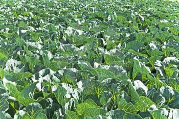 Many cabbage plants are growing on the field, fine sunny day