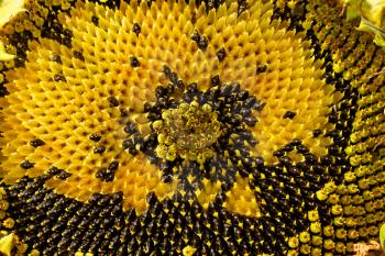 Sunflower head during the ripening without part of seeds as a texture