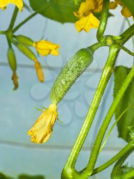 Cucumbers flowering in film greenhouses. The rapid growth in summer