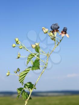 Bluish blackberry berries in summer on the background field and blue sky
