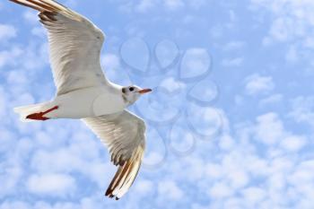 Sea gull during the flight against the sky with light clouds. Close-up