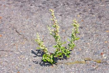 Quinoa plant that sprouted in the cracked on asphalt